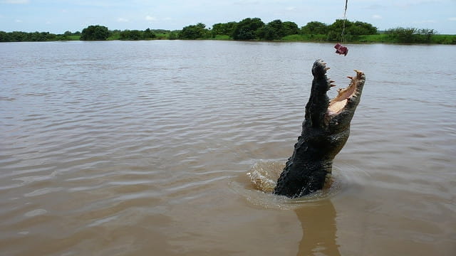Crocodile sautant hors de l'eau pour dévorer un morceau de viande.