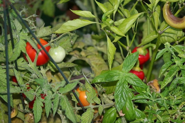 Des pieds de tomates, de poivrons et de basilic.