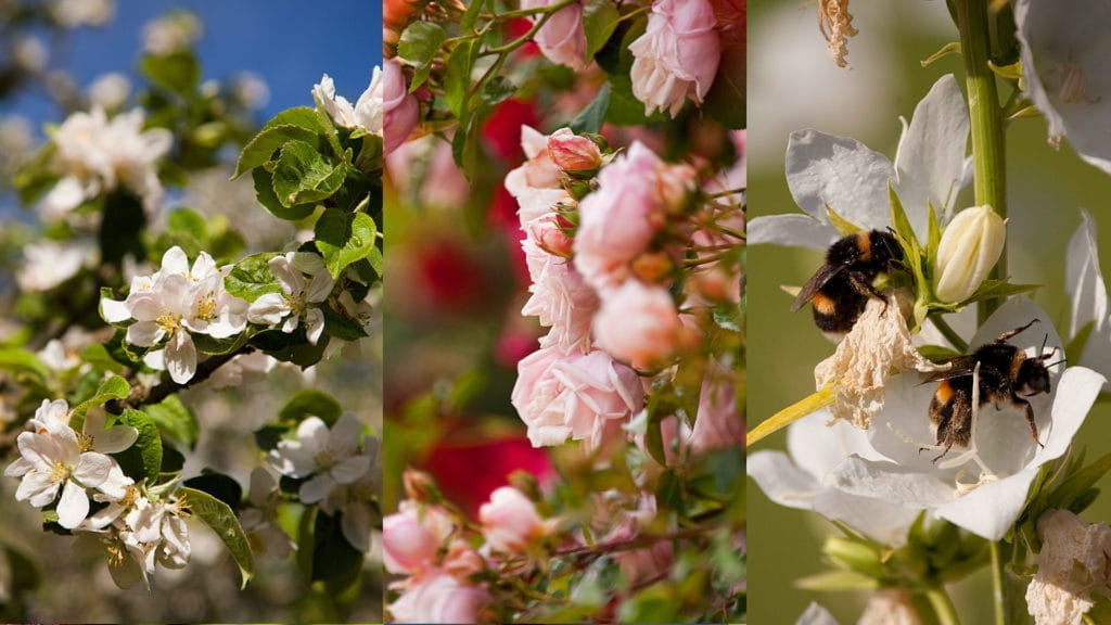 Photo d'une fleur au printemps.