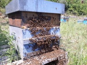 Ruche et ses abeilles.