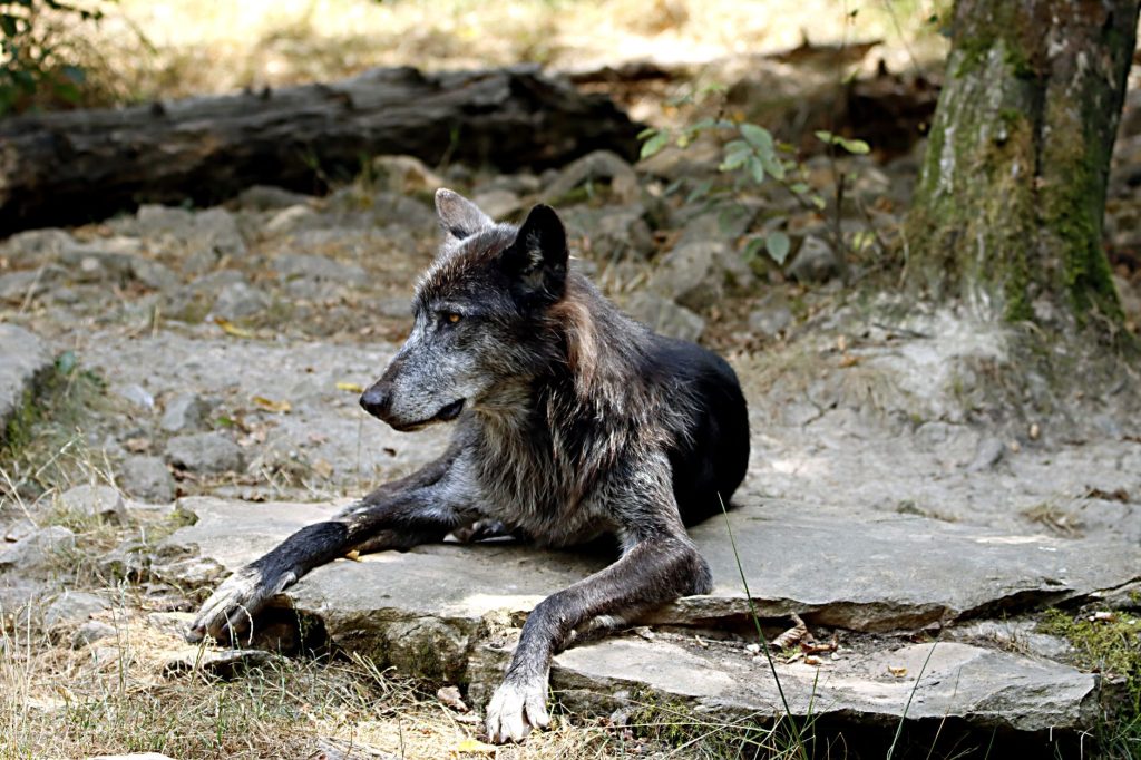 Close-up of a wolfdog resting outdoors on a rocky surface during daytime.