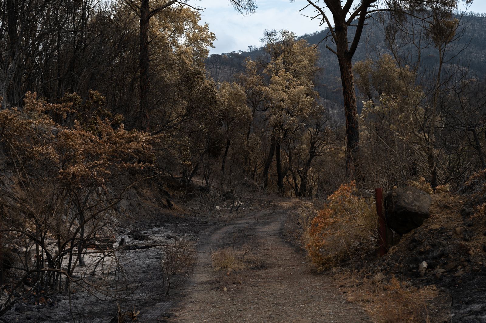 Chemin traversant une forêt calcinée après un incendie